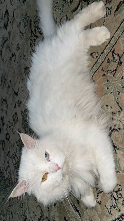Male cat