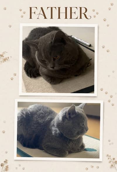 British Shorthair