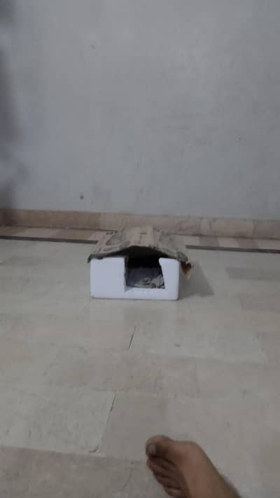 handmade billi ka Ghar - kitten house