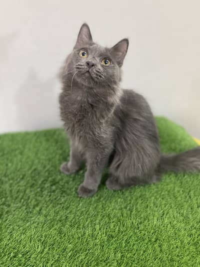 British Longhair Male