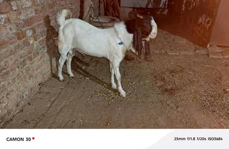 breeder bakra