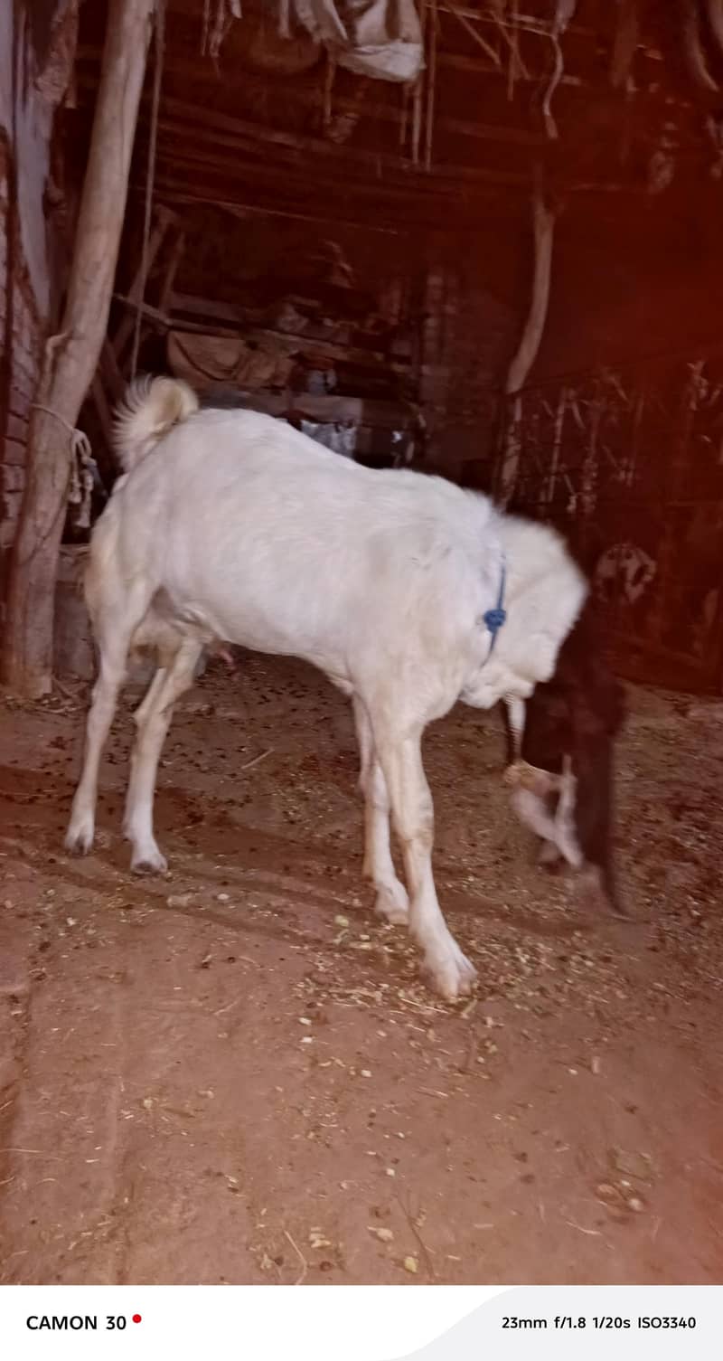 breeder bakra 1