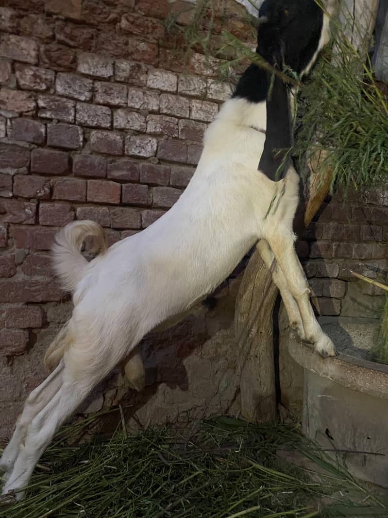 breeder bakra 4