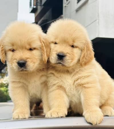 Golden Retriever Microchipped Pedigree Puppy