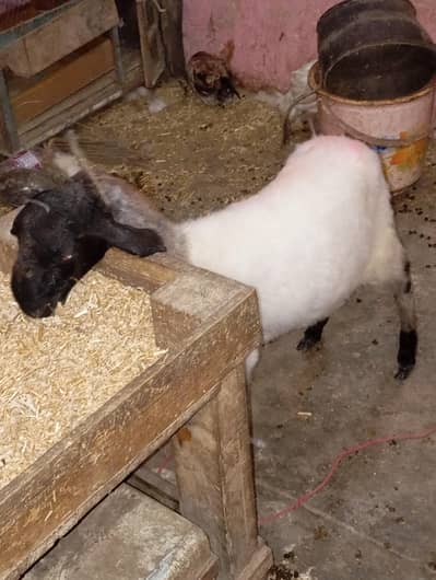 dumba our dumbi urgent sale