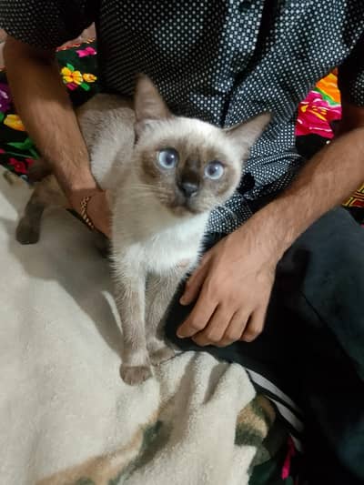 pure Siamese breeder pair seal point sailkot
