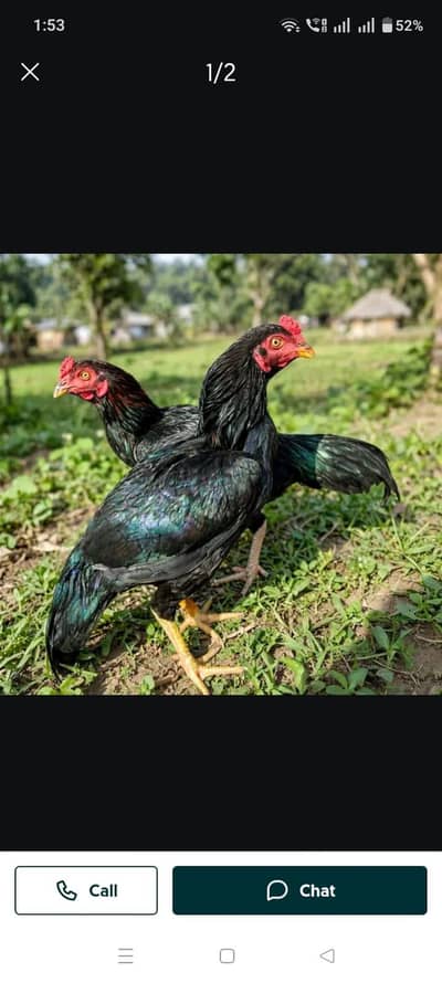 Pure Black Mushka Mianwali Aseel