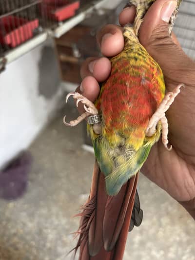 Blue turquoise and yellow sided conure