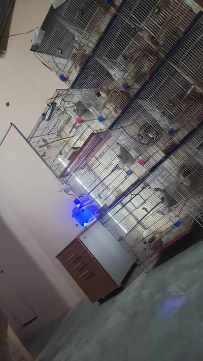Finches
