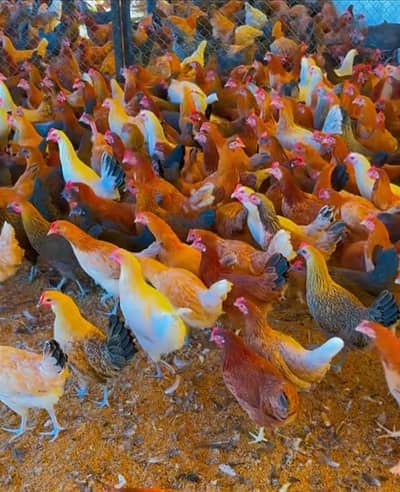 Golden Misri Hens | Andon Wali Murghi