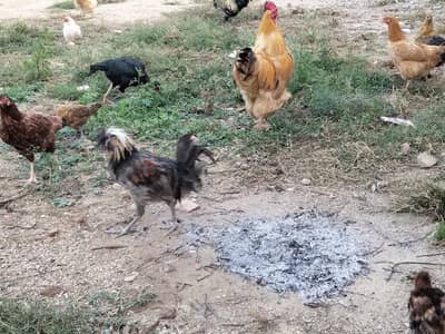 two silky females and polish pair for sale