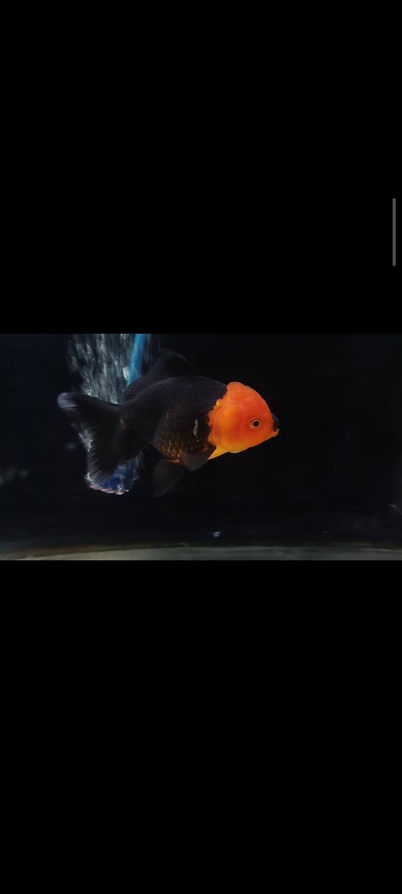 oranda goldfish 0
