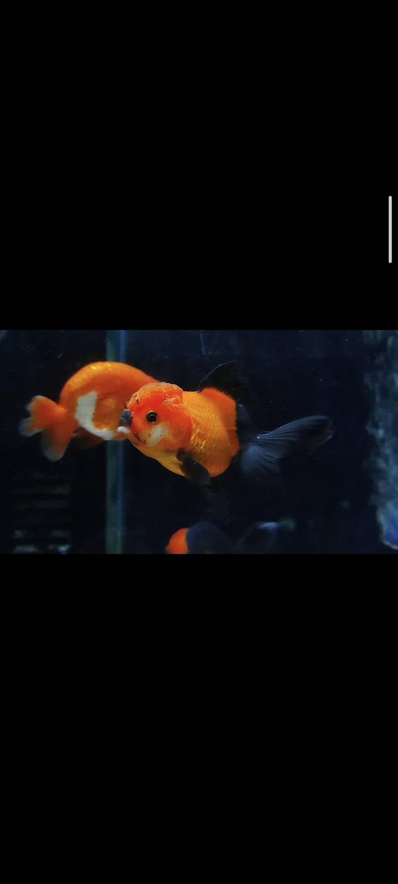 oranda goldfish 1