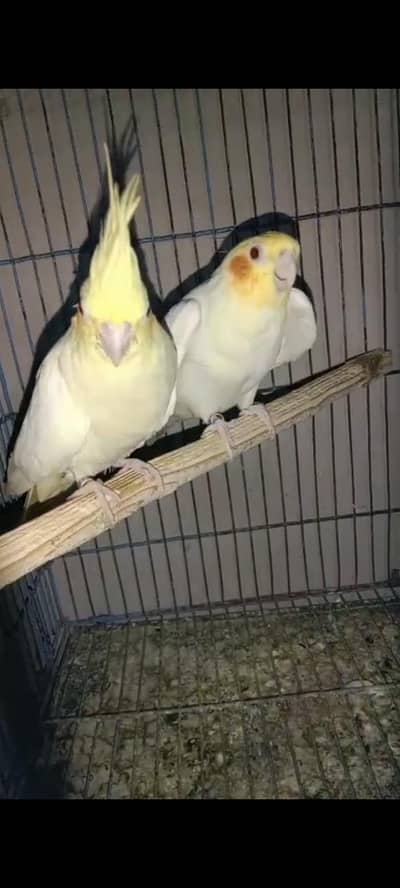 Cockatiel parrot Breeder pairs available  for sale