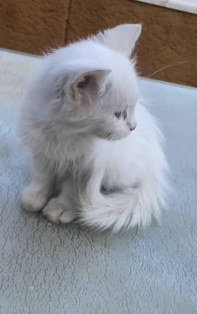 White persion cat for sale