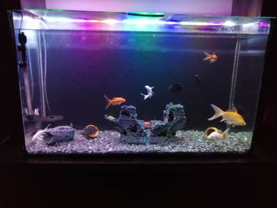 Fish Aquarium