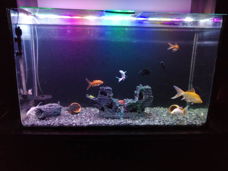 Fish Aquarium 0