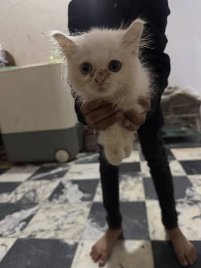 Perion cat blue drown eyes