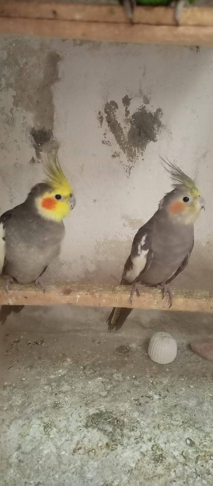 Breader pair 0