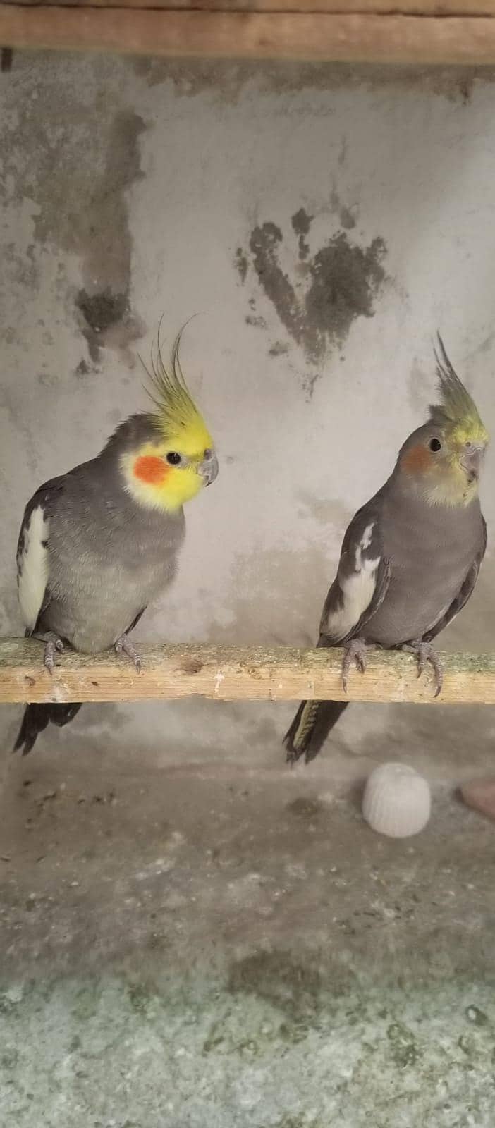 Breader pair 1