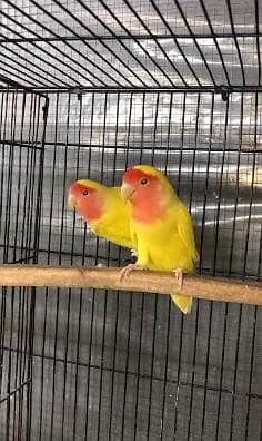 love bird . 03013130804