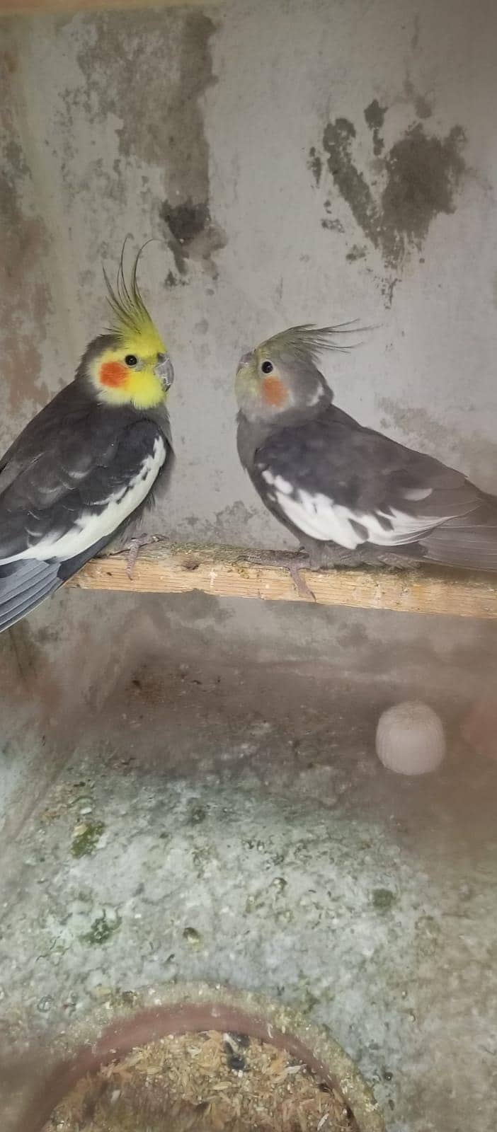 breader pair 1