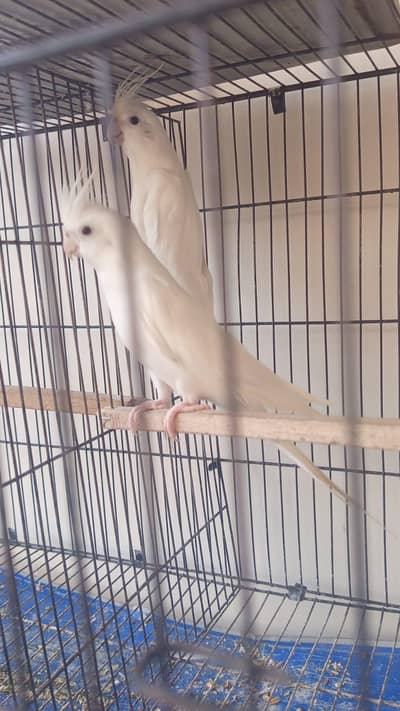 Eno Cockatiel