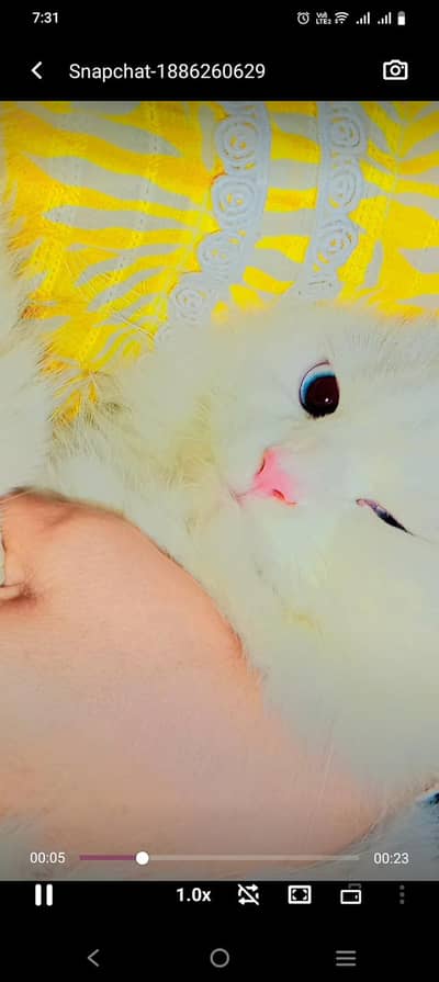 pure Persian triple coated male female pair available