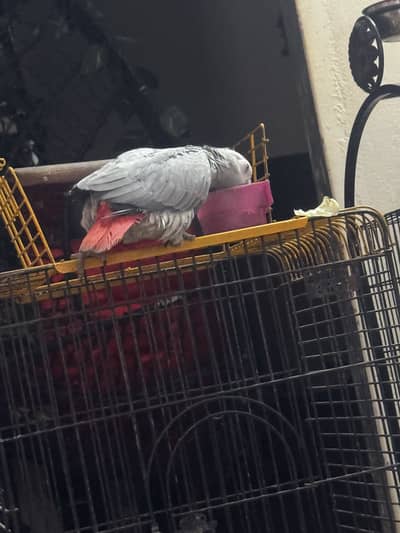 Cango african gray female