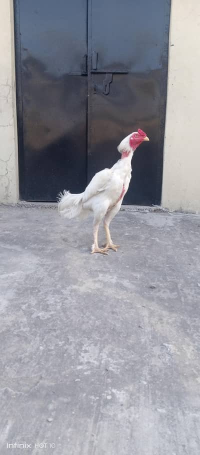 Aseel Heera Chicks