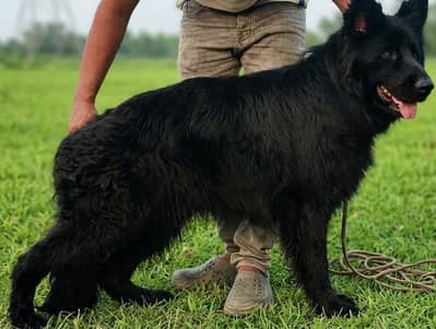 German shepherd male