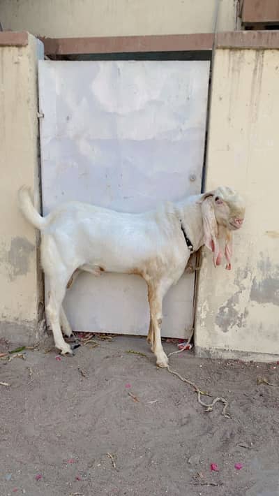 Gulabi bakra