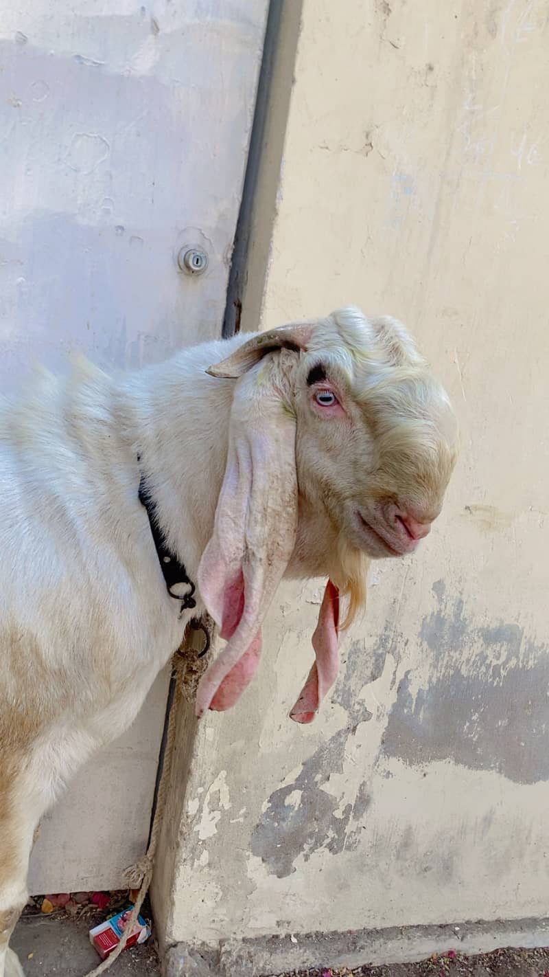 Gulabi bakra 1