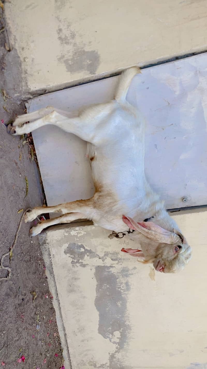 Gulabi bakra 3