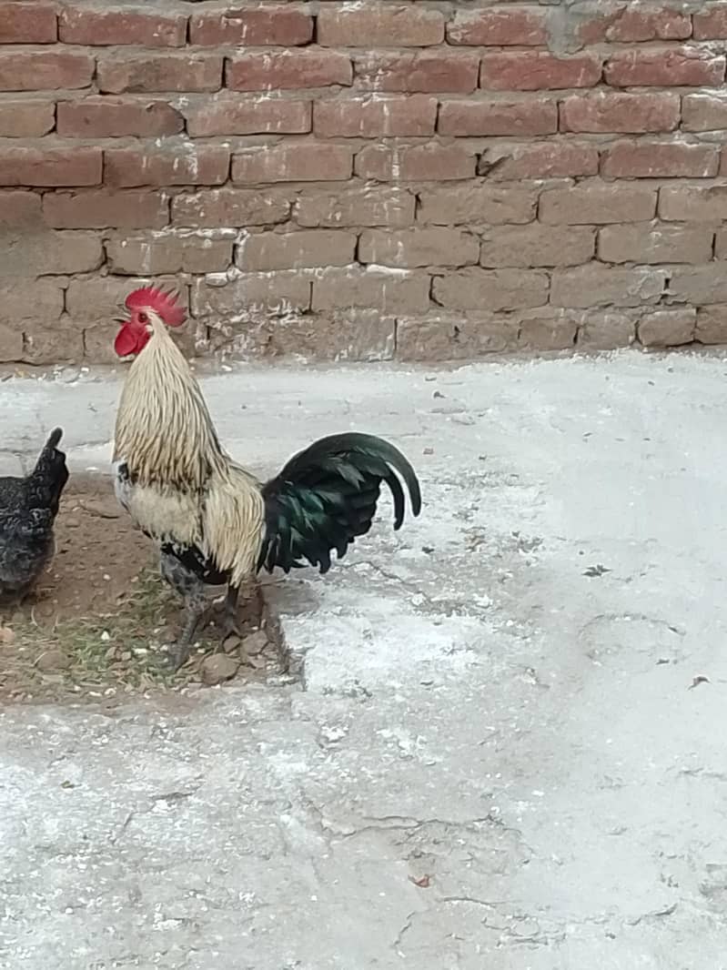 Misri Murga 1