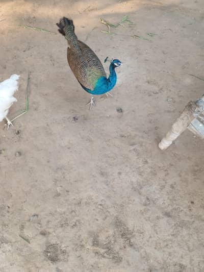 peacock pair 03097416387