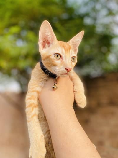 3 cats baby 1 male 2 female