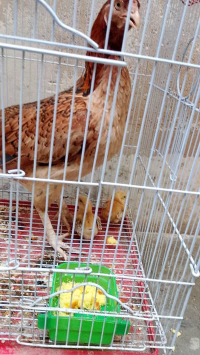 *Aseel Kurk Murghi With 2 Chicks For Sale - Karachi*