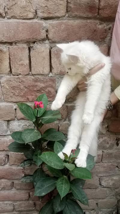 female ha jis bhai na lni ha wo rabta kara 2eyes ha