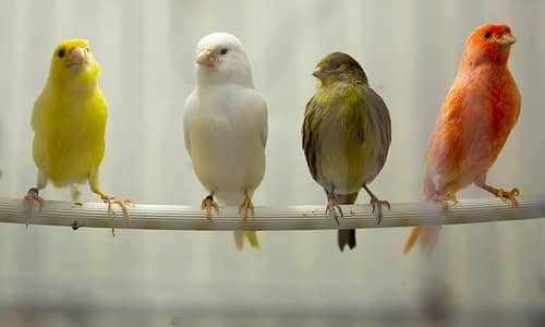 canary finch 5 pair 0345/43/26/044/