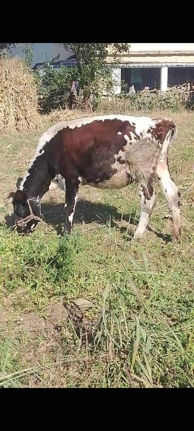 cow for sell