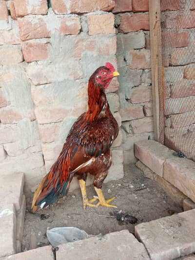 aseel peela for sale