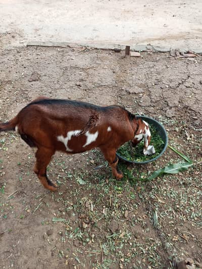 pital bakra