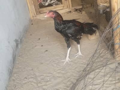 aseel Sindhi male patha