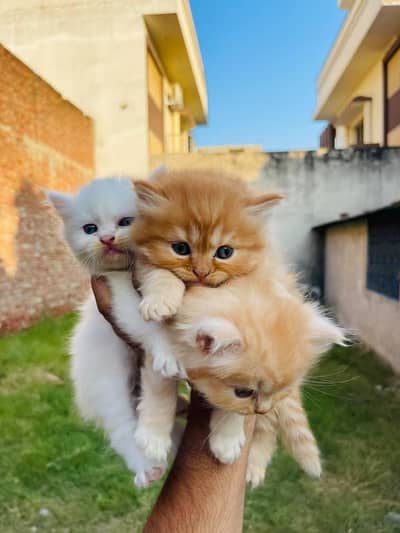 cat | kitten | punch face | long coat cat |