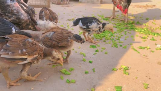 Miyawali aseel chicks available 1 months