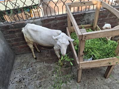 Tedda cross female for sale