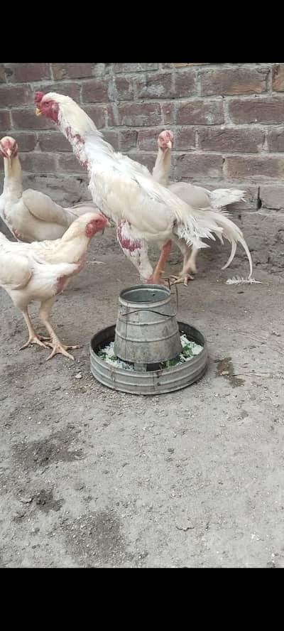 white o shamo breeder for sale