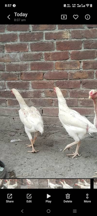 white o shamo breeder 3 female for sale