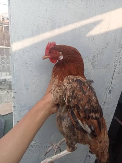 DESI HENS